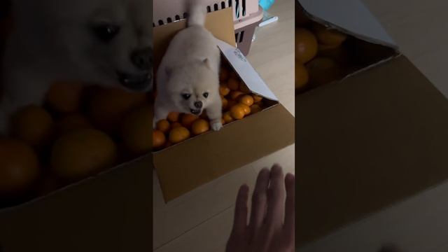 Это на Новый Год?? смотреть онлайн