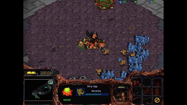 Зерг-раш Zerg-Rush