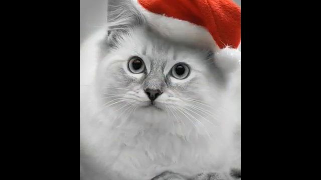 Рождественские Чешские Песни - Christmas Czech Carols смотреть онлайн