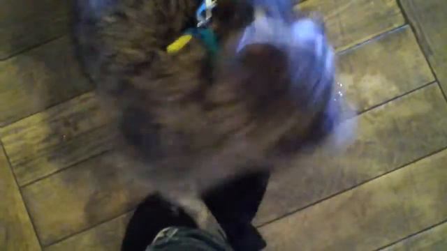 кенгуру с цыганами, Москва, 8 965 380-13-11 смотреть онлайн