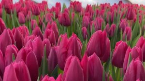 Сорт First Life. Выгонка тюльпанов на 8 Марта.