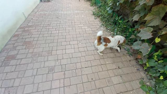 🐶🐶🐶 GOOD BOY / Фокстерьер против металлического ядра #dogs смотреть онлайн