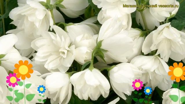 Чубушник гибридный Сноубелле. Краткий обзор, описание характеристик philadelphus Snowbelle смотреть онлайн