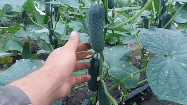 Как не потерять урожай огурца,чем кормить.... смотреть онлайн