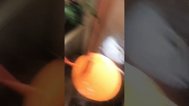 Черенок замиокулькаса ДАЛ КОРНИ (месяц спустя)! Размножение замии смотреть онлайн