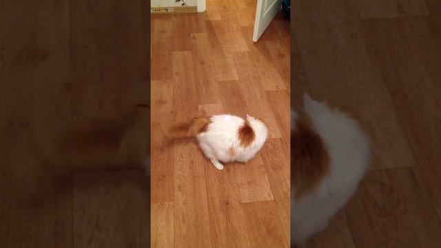 Кошка не умеет играть с лазером смотреть онлайн