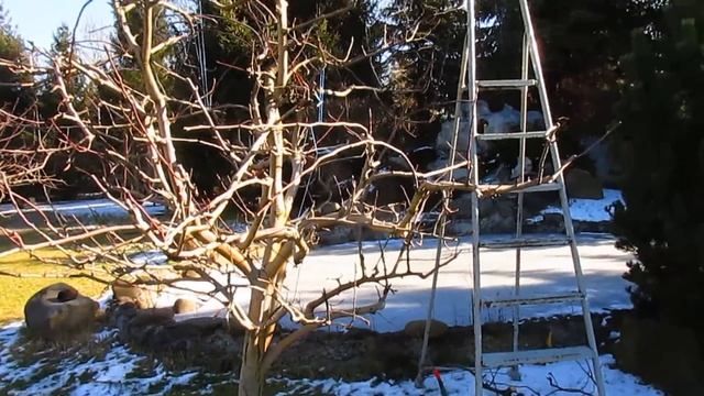 КАК УДЕРЖАТЬ ГРУШУ. ПРИМЕР УРОЖАЯ. смотреть онлайн