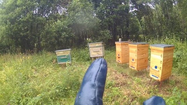 Пчелиная пасека с нуля. 9 серия. Борьба за 2 улья смотреть онлайн