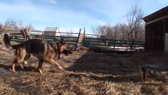 Передержка ForDogs наш гость - НО Сеня смотреть онлайн