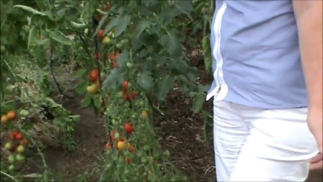 Клуб природного земледелия В гостях у Васильевой Елены смотреть онлайн