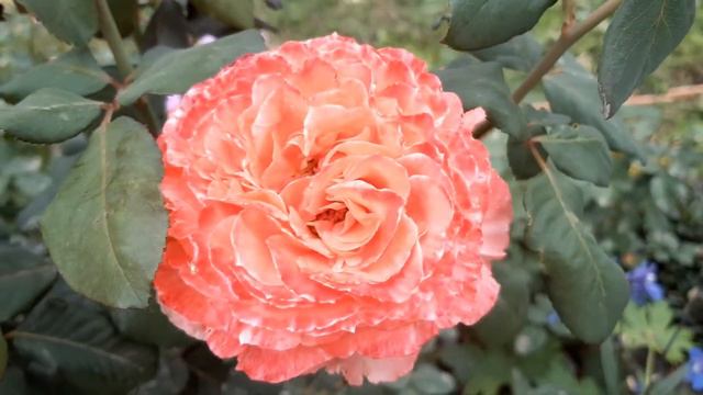 Цветение роз на 11 сентября 2022 года смотреть онлайн