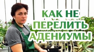 Как Поливать Адениум? Легко!