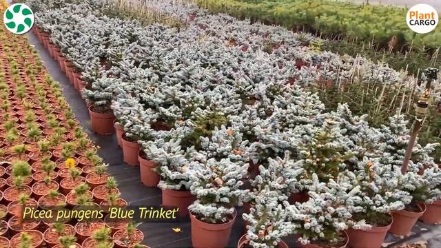 INVERSA (PL) ЧАСТЬ 2