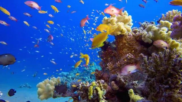 Video 4K Ultra HD - Sea Animals ? Relax, Beautiful Coral Reef Turtle Under The Ocean смотреть онлайн