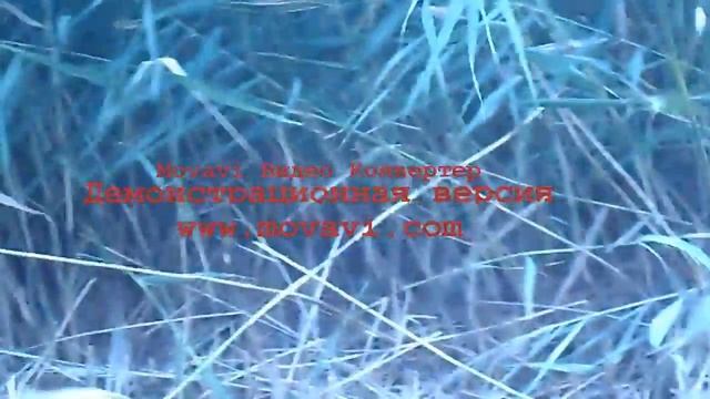 заготовка тростника смотреть онлайн