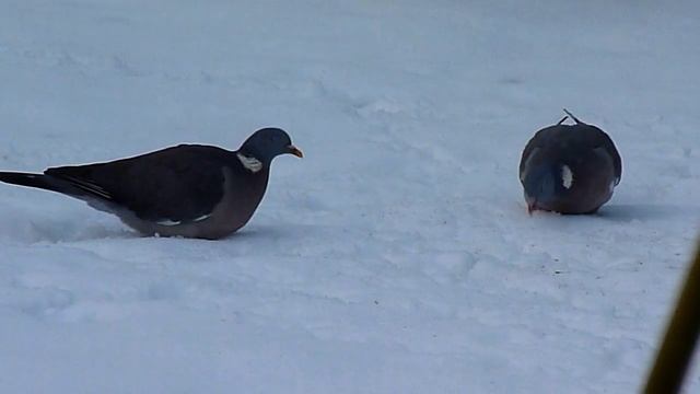 Birds in my garden: 01 Wood pigeon (Columba palumbus) смотреть онлайн
