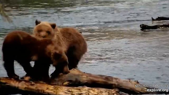 Мама успела сама пообедать# Katmai National Park, Alaska 2023 смотреть онлайн