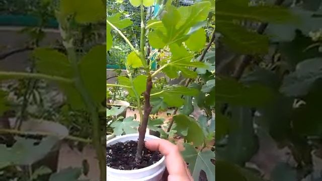 Инжир, как и куда садить смотреть онлайн