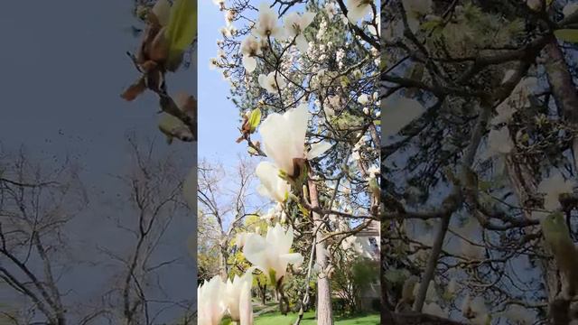 Я специально приезжаю один раз в год в это место,чтобы насладиться ароматом смотреть онлайн