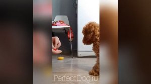 Изучение базовых команд щенком пуделя