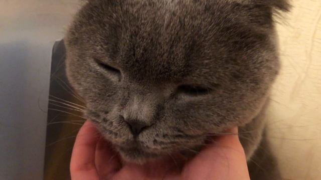 Любят ли коты своих хозяев?