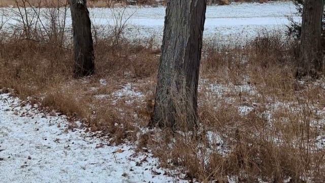 Coros Apex 2 Pro и Apex 2 - Гармин, подвинься! смотреть онлайн