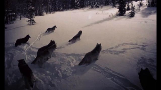 "Николка". Рассказ из серии "Рождественское чтение". смотреть онлайн