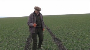 Весенняя подкормка озимой пшеницы. Часть III. Март 2021