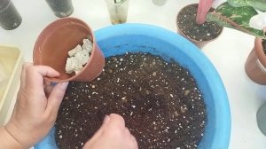 Комнатные растения ?/ Аглаонемы/ Размножение/ Укоренение макушек в перлите