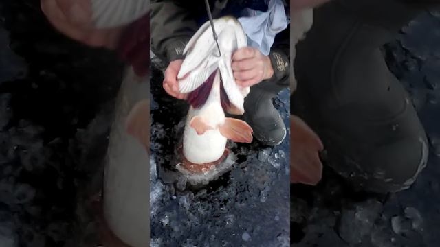 Монстр на Волге! Неожиданный улов! на 8,5 кг смотреть онлайн