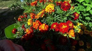 Какие болезни лечат бархатцы?