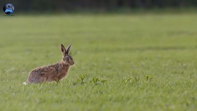 Hidden and interesting Facts about Rabbits in Urdu Hind | bad bunny | Albarq info смотреть онлайн