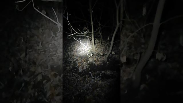 НОРКА НОЧЬЮ ИЩЕТ МЫШЕЙ ЛЯГУШ. смотреть онлайн