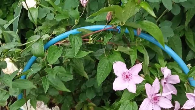 Клематис Хегли Хайбрид?Пора определятся с выбором клематисов ! смотреть онлайн