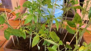 Помидоры вытянулись и их обрезали, что получилось. Нужно ли обрезать верхушки помидор