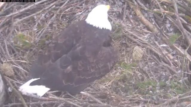 First Egg at White Rock for 2020! смотреть онлайн