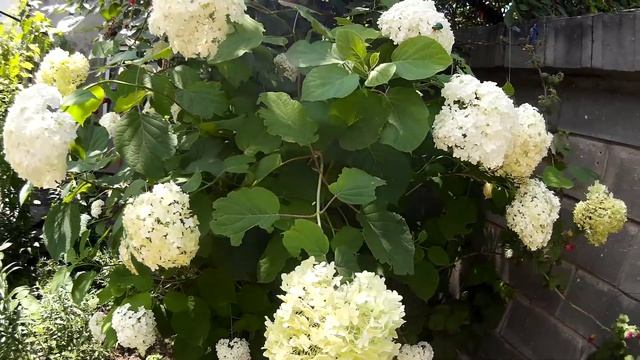 Немного о кустарнике ГОРТЕНЗИЯ КРУПНОЛИСТНАЯ (соцветия белого цвета). Чем поливать, как размножать смотреть онлайн