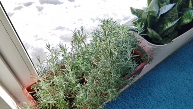 Цветы февраля. Как выглядит бздника. смотреть онлайн