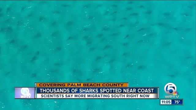 Sharks migrating south along Palm Beach County coast смотреть онлайн