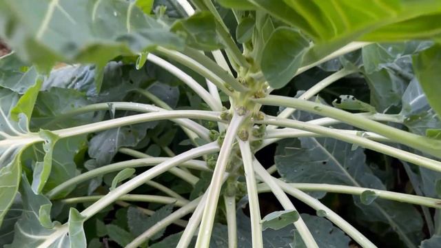 Вот и лето прошло… убираем участок от растений. Они уже не вырастут ((( смотреть онлайн