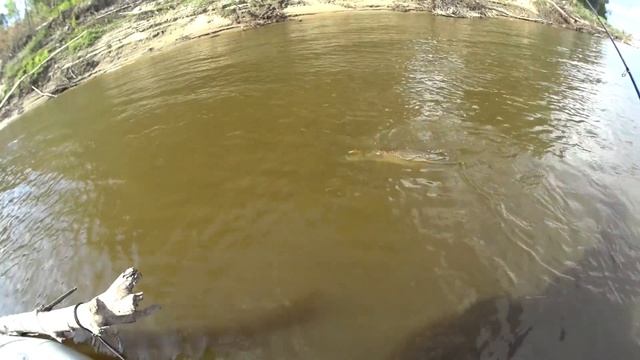 КРОКОДИЛЫ 3, 4 , 6, 8, 10 кг НА КАЖДОМ ЗАБРОСЕ!!Трофейная рыбалка мечты!! не астрахань. смотреть онлайн