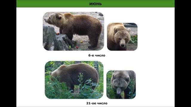 Наблюдения за изменениями внешнего вида медведя Мансура в 2021 году смотреть онлайн