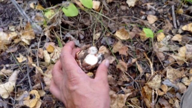 #Тополевая рядовка 2023!!! #funghi #mushroom #грибалка смотреть онлайн