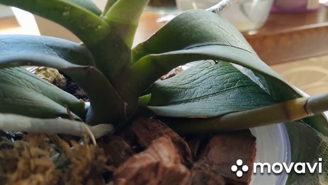 Реанимация орхидеи Майя бабочка. Самый легкий и надежный способ. Видеодневник за 5 мес смотреть онлайн