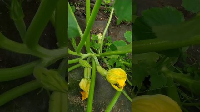 Лучший кабачок 2022 #shorts #сад #огород #дача смотреть онлайн