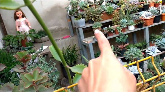 Suculentas no varal na chuva e frutos de Hamatocactus e parodia/ Simone Felic. смотреть онлайн
