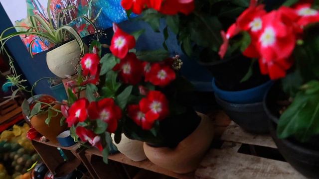 Teresita planta cuidados | ¡Flores todo el año en casa! смотреть онлайн
