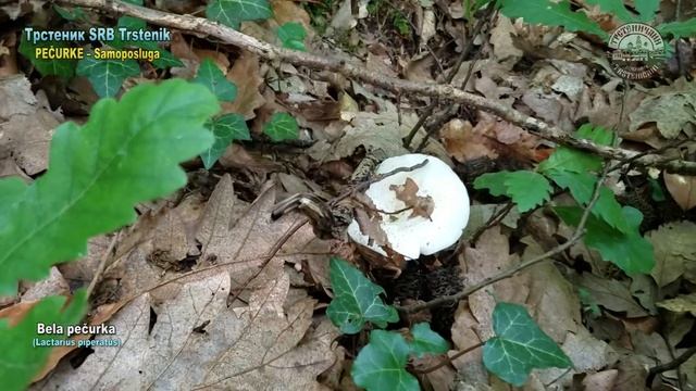 Pečurkama u pohode – BELA PEČURKA; Okolna brda i šume. Trstenik SRB, 22. jun 2021. смотреть онлайн
