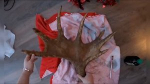 Восстановление старых рогов лося !!! Морение и пропитка .