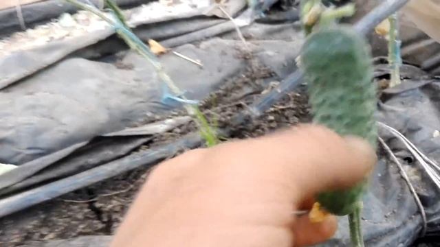 высадка рассады огурцов на второй оборот смотреть онлайн